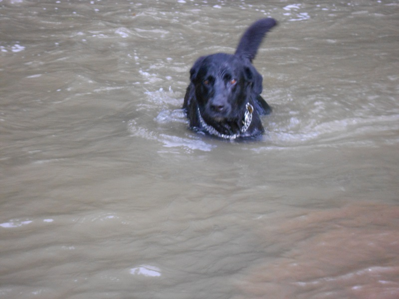 Mein Hund Morpheus beim Schwimmen