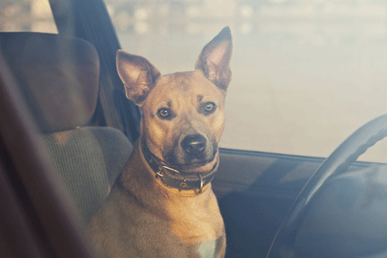 Ein Hund darf nicht im Auto gelassen werden - Lebensgefahr!