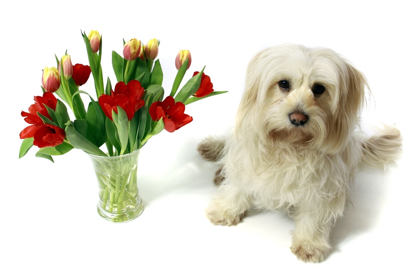 kleiner Hund mit Blumen