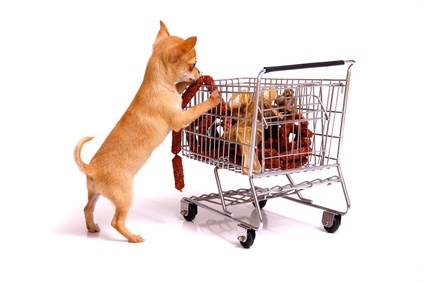 Chihuahua Welpe beim Einkaufen