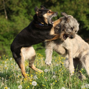 Kämpfende Hunde