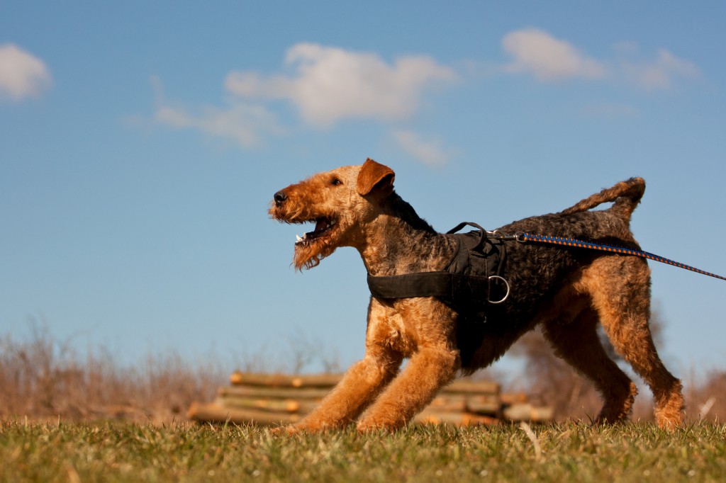 Airedale Terrier mit Schleppleine