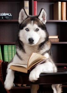 Hund beim Studium