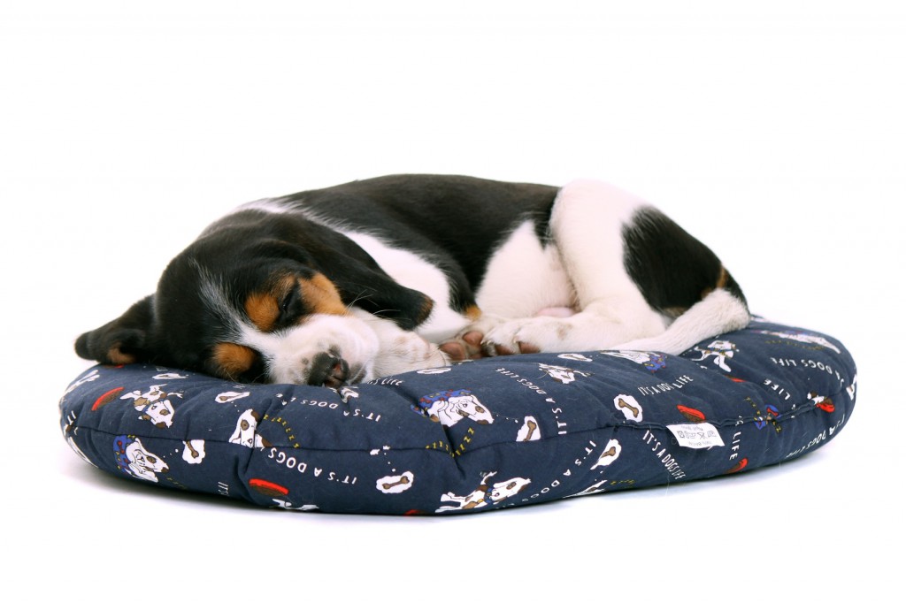 liegender Beagle Welpe träumt auf dem Kissen