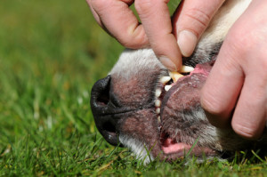 Zahnkontrolle Hund