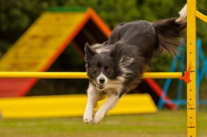 Agility Hund Sprung über Hin