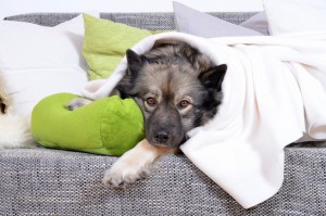 Kranker Hund