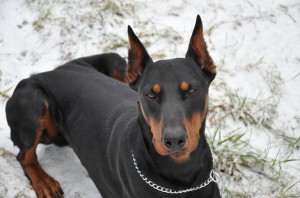 Dobermann