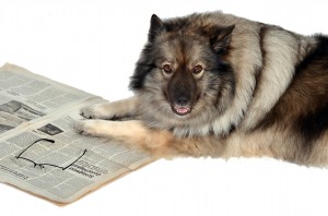 Hund mit Tageszeitung