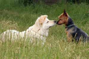 Hunde beschnuppern sich